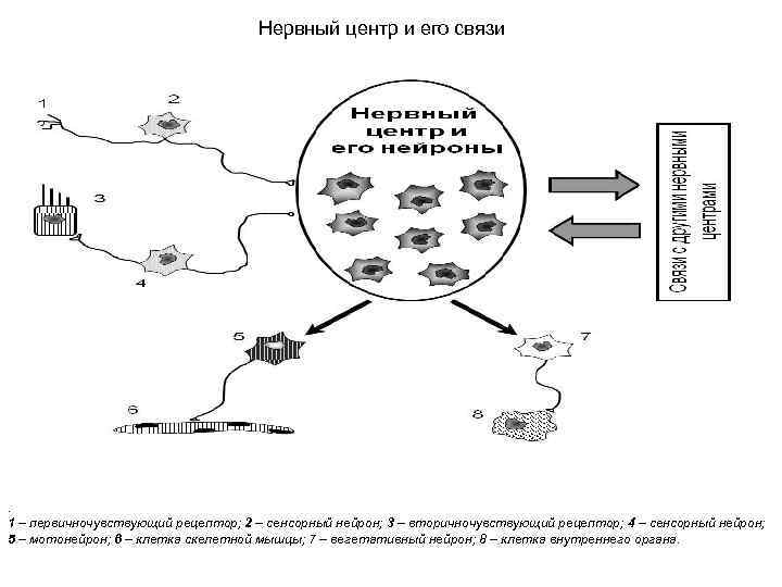 Нервный центр и его связи . 1 – первичночувствующий рецептор; 2 – сенсорный нейрон;