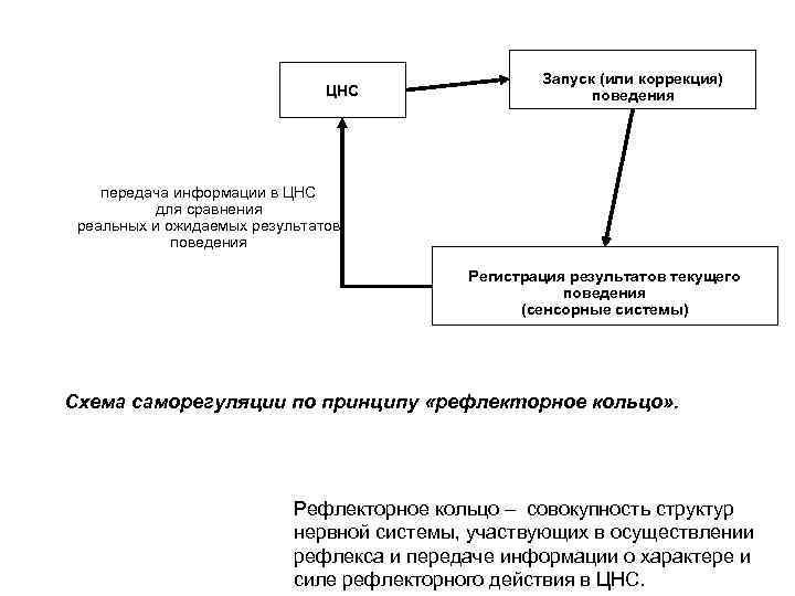 ЦНС Запуск (или коррекция) поведения передача информации в ЦНС для сравнения реальных и ожидаемых