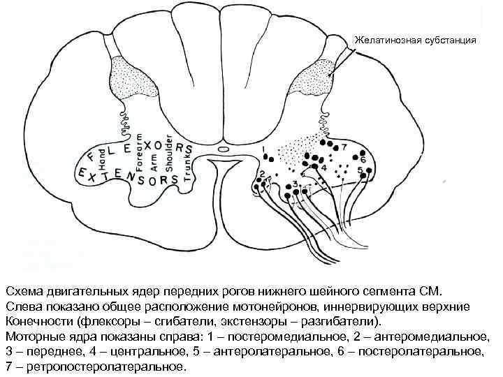 Желатинозная субстанция Схема двигательных ядер передних рогов нижнего шейного сегмента СМ. Слева показано общее