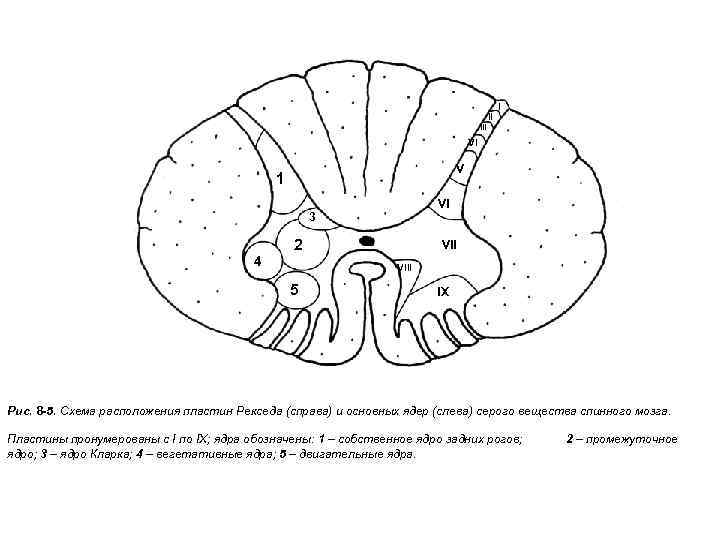 II I III VI V 1 VI 3 4 2 VIII 5 IX Рис.