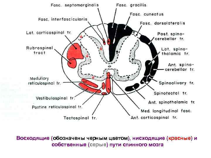 Восходящие (обозначены черным цветом), нисходящие (красные) и собственные (серые) пути спинного мозга 