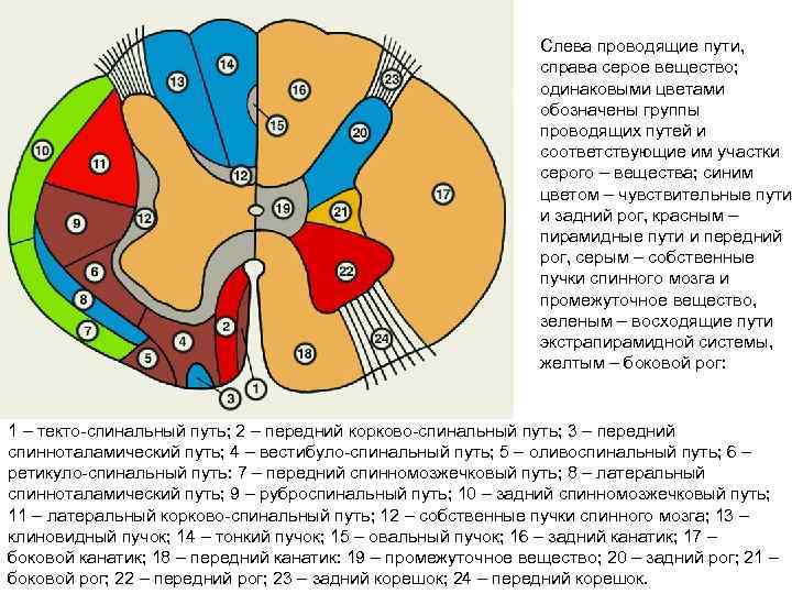 Слева проводящие пути, справа серое вещество; одинаковыми цветами обозначены группы проводящих путей и соответствующие