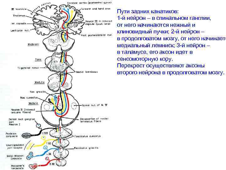 Пути задних канатиков: 1 -й нейрон – в спинальном ганглии, от него начинаются нежный