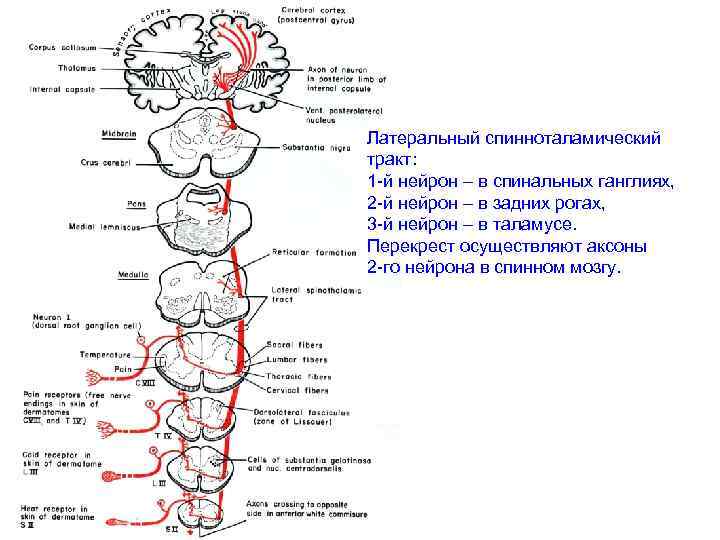 Латеральный спинноталамический тракт: 1 -й нейрон – в спинальных ганглиях, 2 -й нейрон –