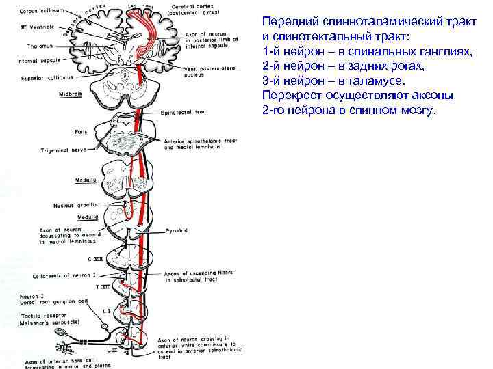 Передний спинноталамический тракт и спинотектальный тракт: 1 -й нейрон – в спинальных ганглиях, 2