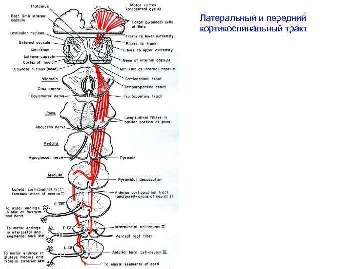 Латеральный и передний кортикоспинальный тракт 