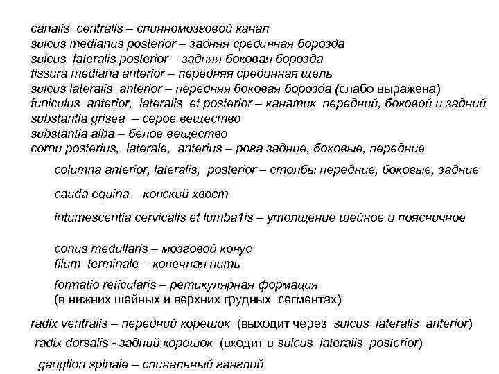 canalis centralis – спинномозговой канал sulcus medianus posterior – задняя срединная борозда sulcus lateralis