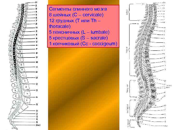 Сегменты спинного мозга 8 шейных (C – cervicale) 12 грудных (T или Th –