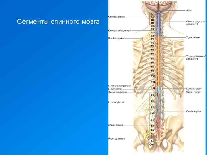 Сегменты спинного мозга 