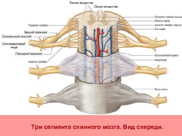 Спинальный ганглий рисунок