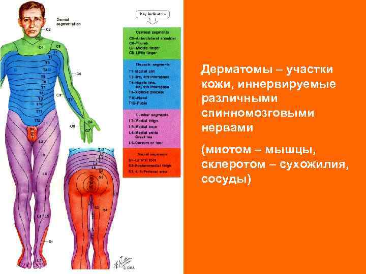 Дерматомы в неврологии схема