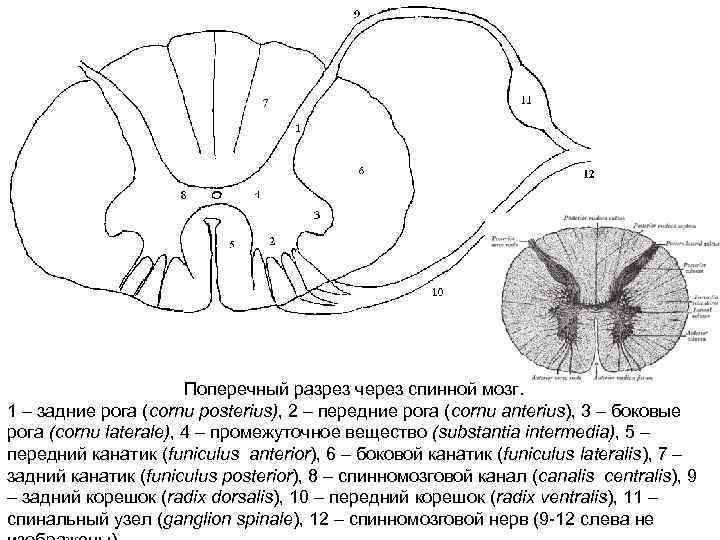 Поперечный разрез через спинной мозг. 1 – задние рога (cornu posterius), 2 – передние