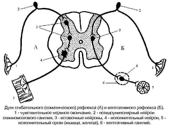 Дуги сгибательного (соматического) рефлекса (А) и вегетативного рефлекса (Б). 1 - чувствительное нервное окончание,