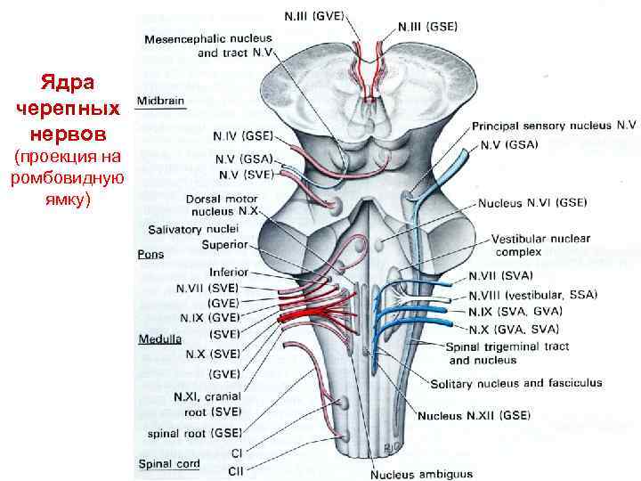 Ядра черепных нервов (проекция на ромбовидную ямку) 