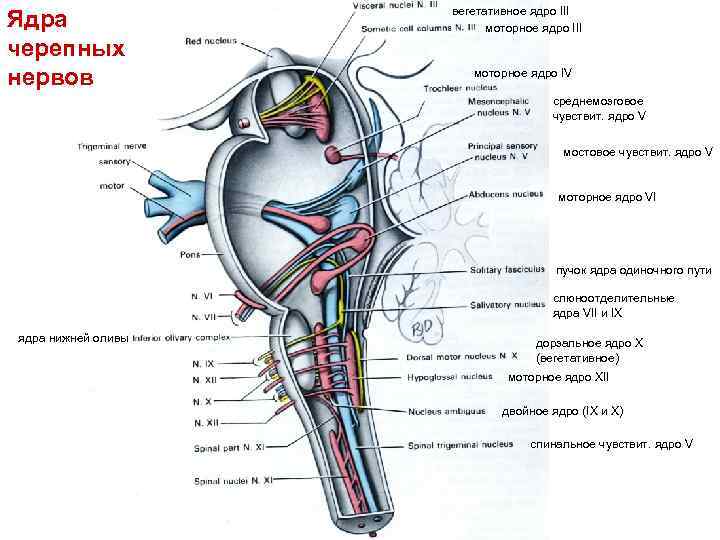 Ядра черепных нервов вегетативное ядро III моторное ядро IV среднемозговое чувствит. ядро V мостовое