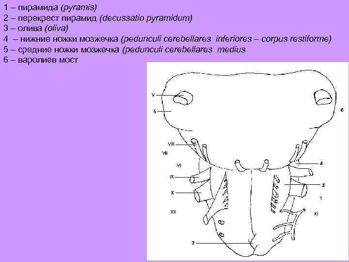 1 – пирамида (pyramis) 2 – перекрест пирамид (decussatio pyramidum) 3 – олива (oliva)