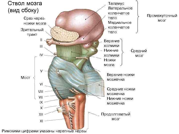 Ствол мозга (вид сбоку) Срез через ножки мозга Зрительный тракт Таламус Латеральное коленчатое тело