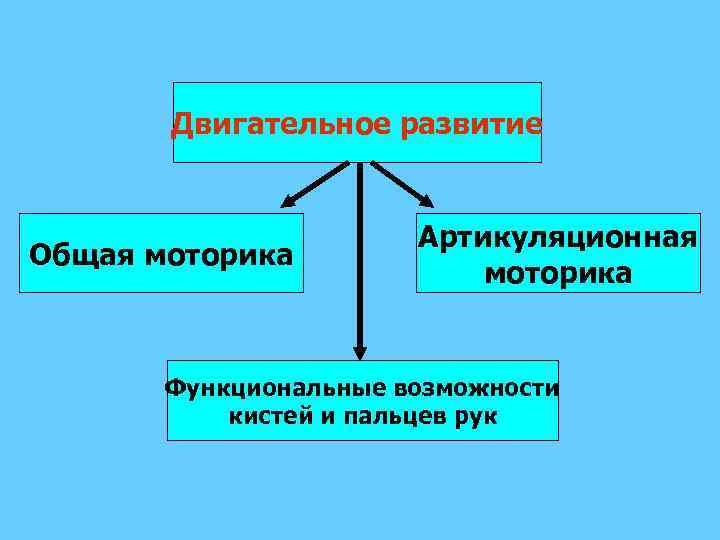 Двигательное развитие Общая моторика Артикуляционная моторика Функциональные возможности кистей и пальцев рук 
