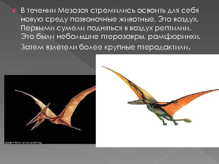  В течении Мезозоя стремились освоить для себя новую среду позвоночные животные. Это воздух.