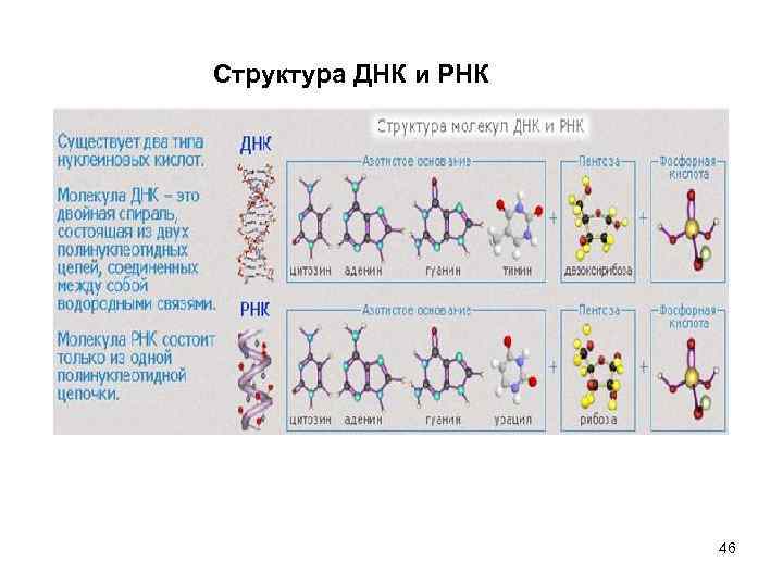 Структура ДНК и РНК 46 