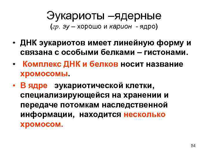 Эукариоты –ядерные (гр. эу – хорошо и карион - ядро) • ДНК эукариотов имеет
