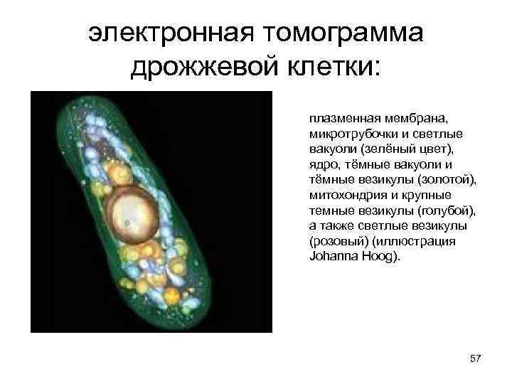 электронная томограмма дрожжевой клетки: плазменная мембрана, микротрубочки и светлые вакуоли (зелёный цвет), ядро, тёмные