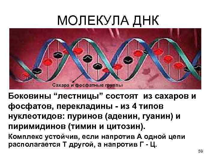 МОЛЕКУЛА ДНК Сахара и фосфатные группы Боковины “лестницы” состоят из сахаров и фосфатов, перекладины