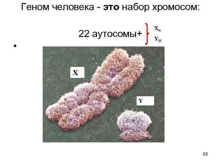 Геном человека - это набор хромосом: 22 аутосомы+ Y Xж M • X Y