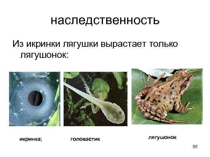 наследственность Из икринки лягушки вырастает только лягушонок: икринка; головастик лягушонок 65 