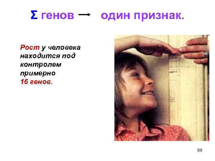 Σ генов один признак. Рост у человека находится под контролем примерно 16 генов. 66