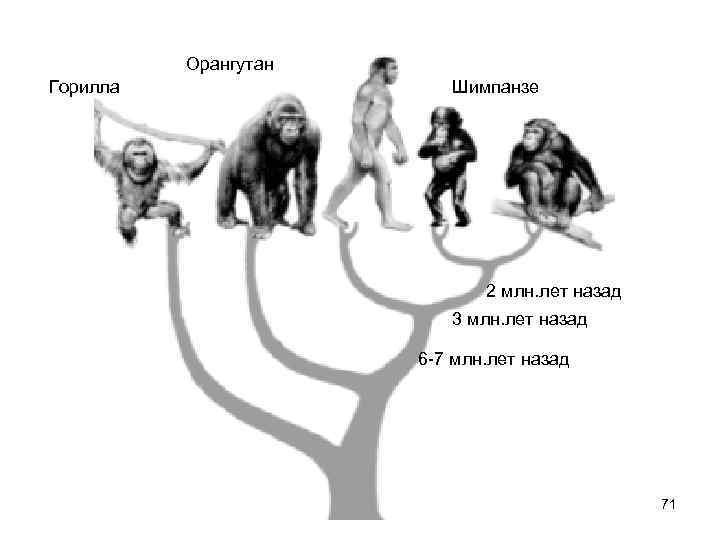 Дальней родственник человека. ДНК человека и шимпанзе. Сравнение ДНК человека и шимпанзе. Родство человека и шимпанзе. ДНК человека и шимпанзе совпадают.