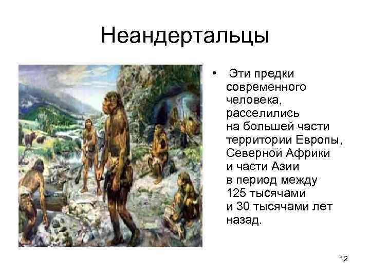 Неандертальцы • Эти предки современного человека, расселились на большей части территории Европы, Северной Африки