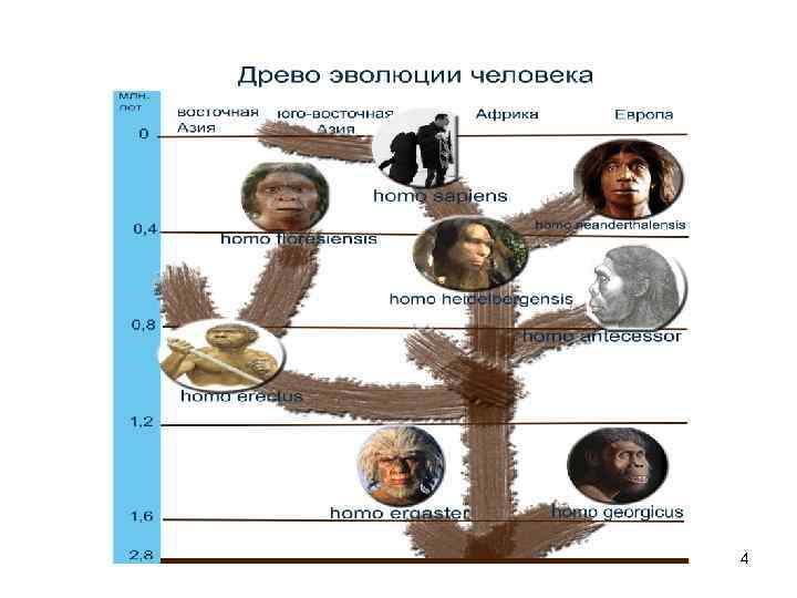 Родословная человека. Генеалогическое Древо человека Антропогенез. Древо эволюции хомо сапиенс.