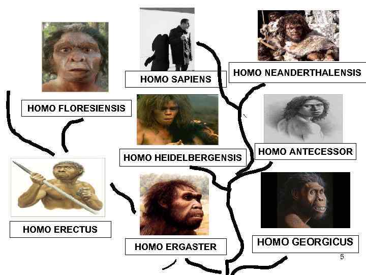 HOMO SAPIENS HOMO NEANDERTHALENSIS HOMO FLORESIENSIS HOMO HEIDELBERGENSIS HOMO ANTECESSOR HOMO ERECTUS HOMO ERGASTER