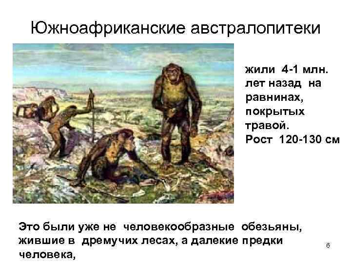 Южноафриканские австралопитеки жили 4 -1 млн. лет назад на равнинах, покрытых травой. Рост 120