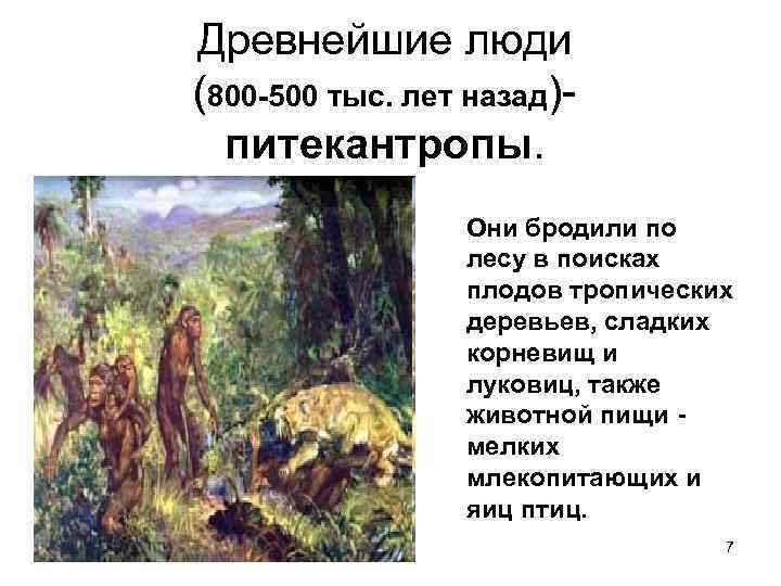 Древнейшие люди (800 -500 тыс. лет назад)- питекантропы. Они бродили по лесу в поисках
