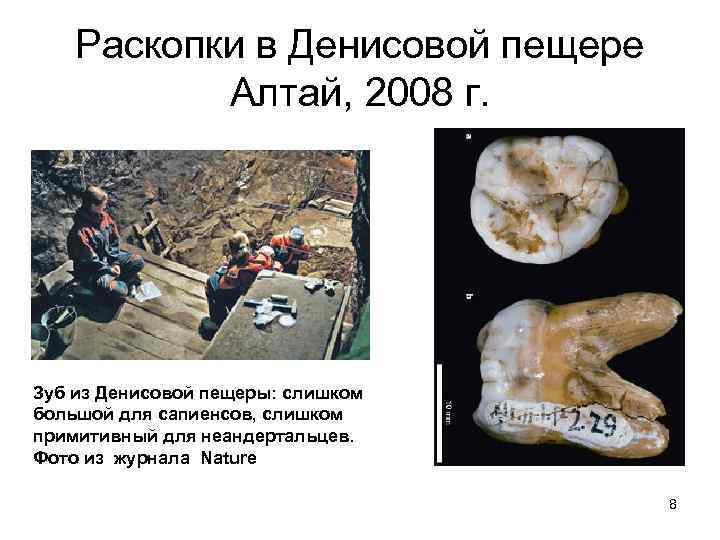 Раскопки в Денисовой пещере Алтай, 2008 г. Зуб из Денисовой пещеры: слишком большой для