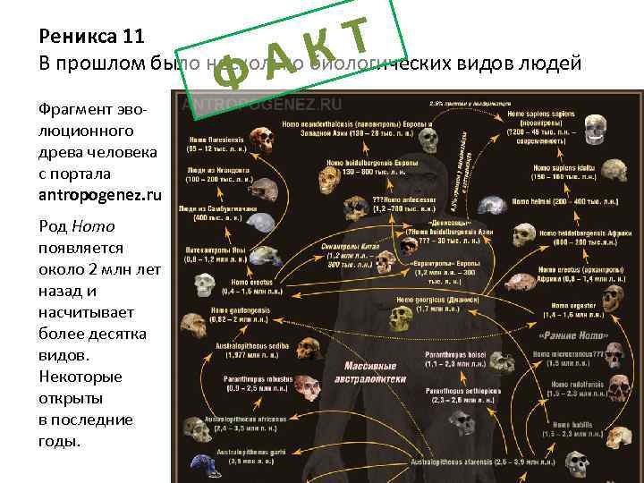 КТ А Ф Реникса 11 В прошлом было несколько биологических видов людей Фрагмент эволюционного