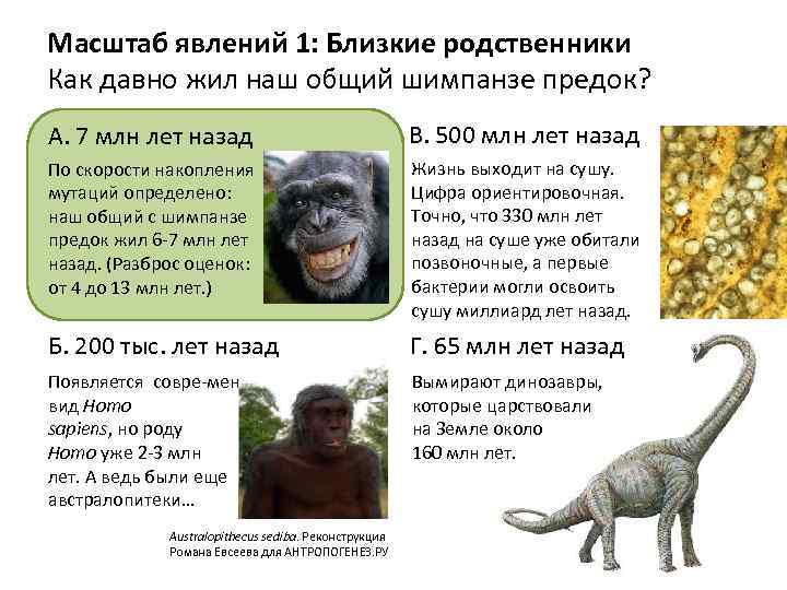 Масштаб явлений 1: Близкие родственники Как давно жил наш общий шимпанзе предок? А. 7