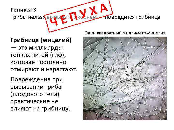 ХА ПУ Реникса 3 Грибы нельзя вырывать с корнем — повредится грибница ЧЕ Грибница