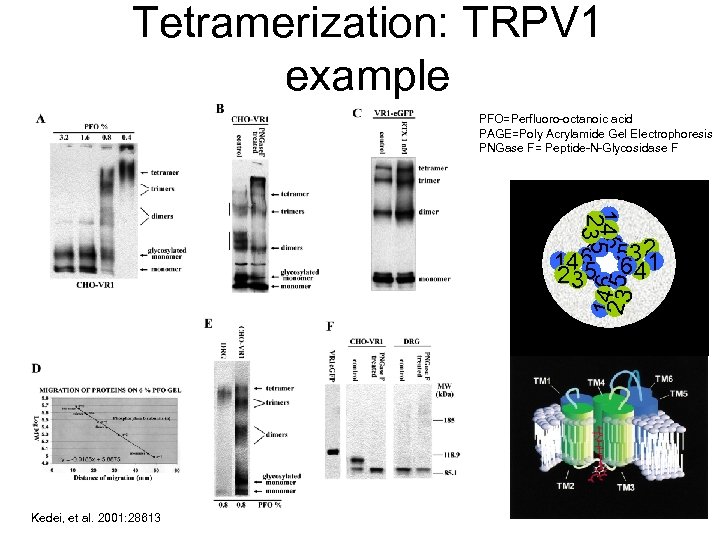 Tetramerization: TRPV 1 example PFO=Perfluoro-octanoic acid PAGE=Poly Acrylamide Gel Electrophoresis PNGase F= Peptide-N-Glycosidase F