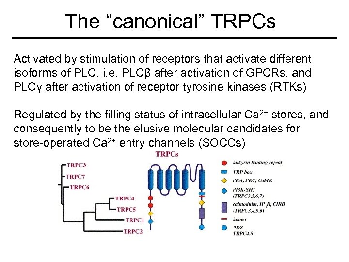 The “canonical” TRPCs Activated by stimulation of receptors that activate different isoforms of PLC,