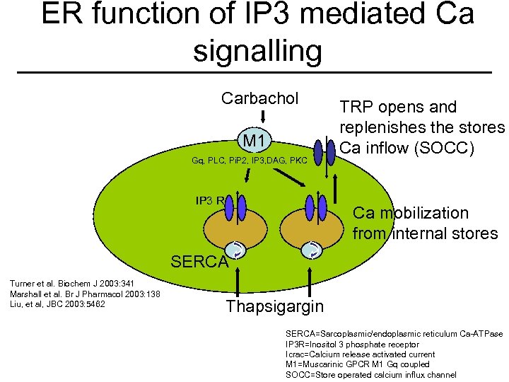 ER function of IP 3 mediated Ca signalling Carbachol M 1 Gq, PLC, Pi.