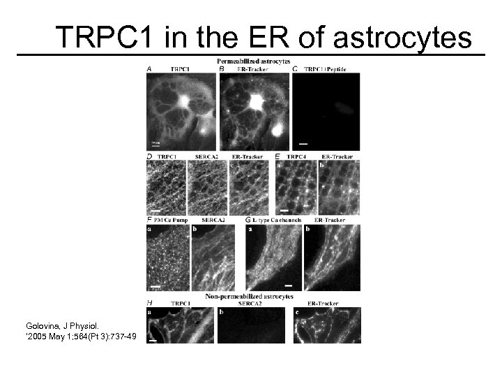 TRPC 1 in the ER of astrocytes Golovina, J Physiol. ‘ 2005 May 1;