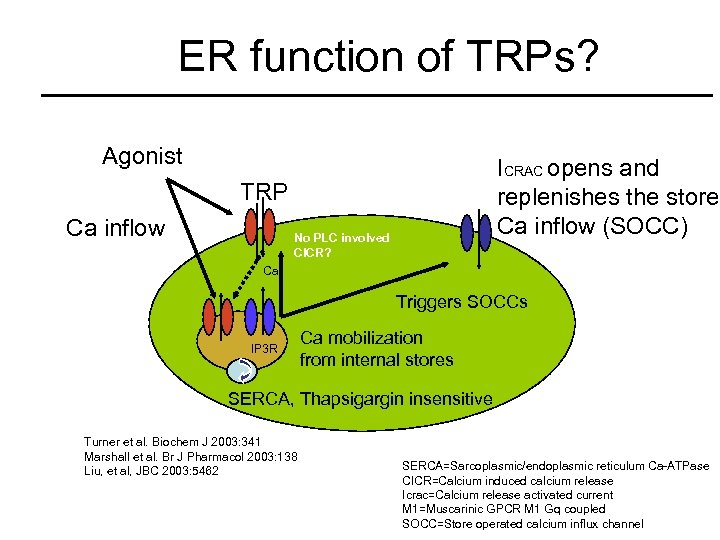 ER function of TRPs? Agonist ICRAC opens and replenishes the stores Ca inflow (SOCC)