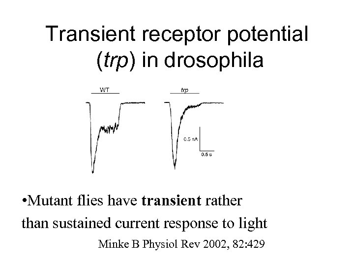 Transient receptor potential (trp) in drosophila • Mutant flies have transient rather than sustained