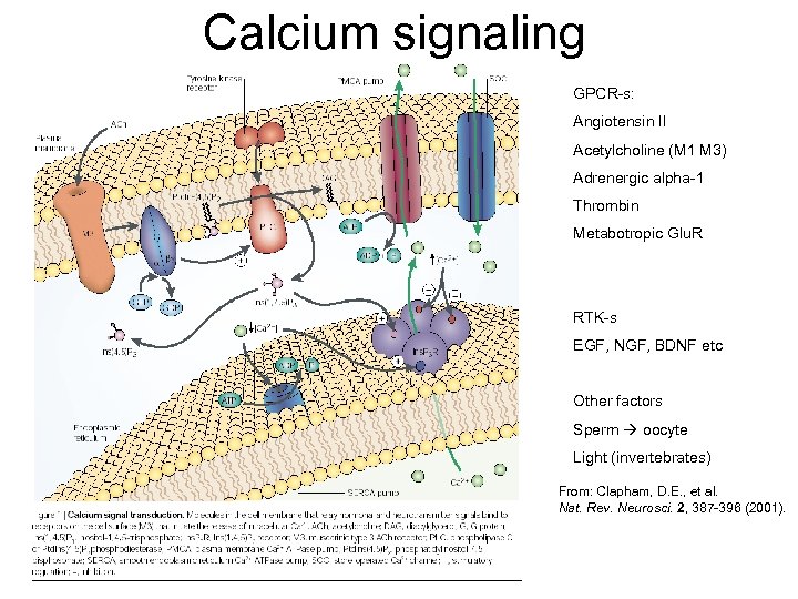 Calcium signaling GPCR-s: Angiotensin II Acetylcholine (M 1 M 3) Adrenergic alpha-1 Thrombin Metabotropic