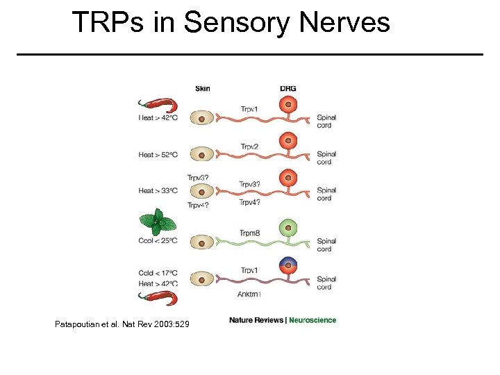 TRPs in Sensory Nerves Patapoutian et al. Nat Rev 2003: 529 