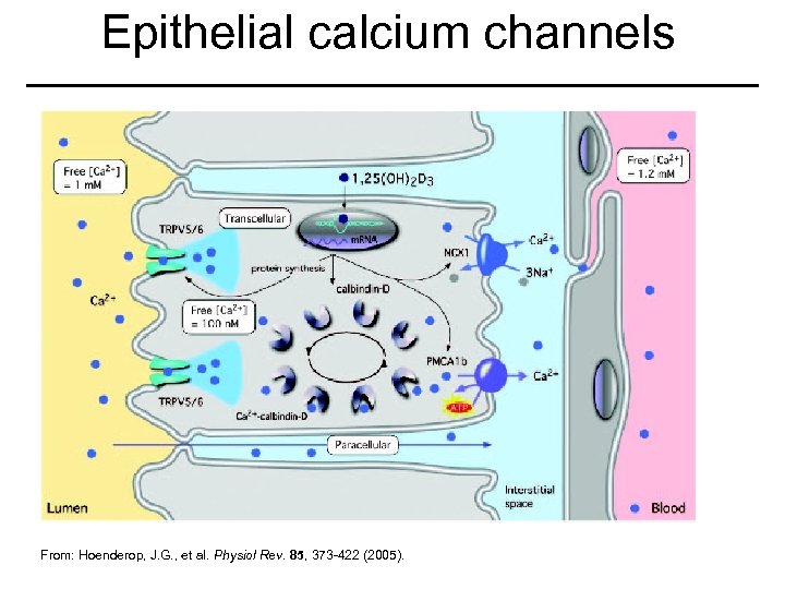 Epithelial calcium channels From: Hoenderop, J. G. , et al. Physiol Rev. 85, 373