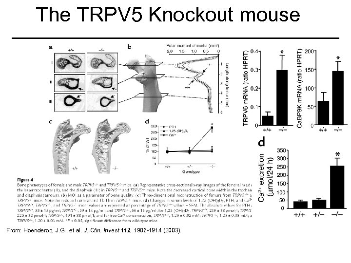 The TRPV 5 Knockout mouse From: Hoenderop, J. G. , et al. J. Clin.